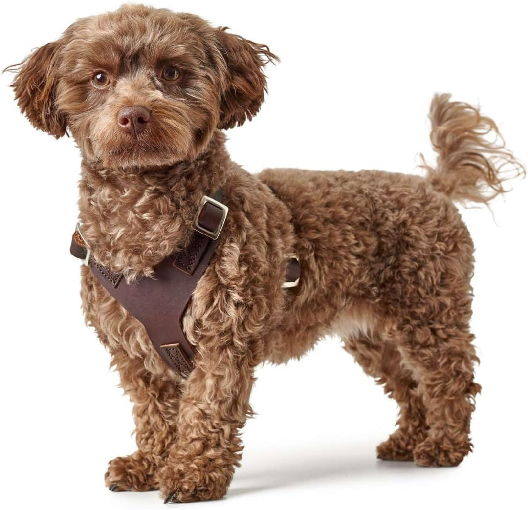 HUNTER Aalborg Hundegeschirr, Leder, XS, Dunkelbraun dunkelbraun XS, dunkelbraun XS
