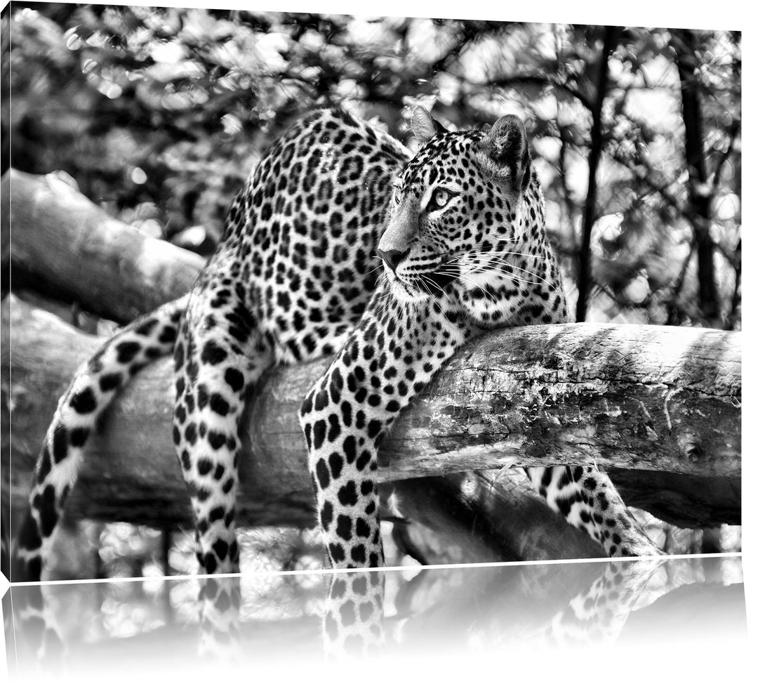 Pixxprint Leopard auf AST als Leinwandbild/Grösse: 100x70 cm/Wandbild/Kunstdruck/fertig bespannt, 10