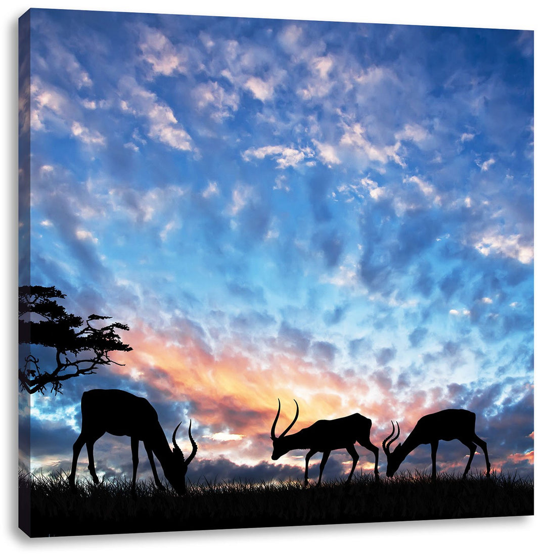 Pixxprint Tiere in der Natur am Abend als Leinwandbild/Grösse: 70x70 cm/Wandbild/Kunstdruck/fertig b