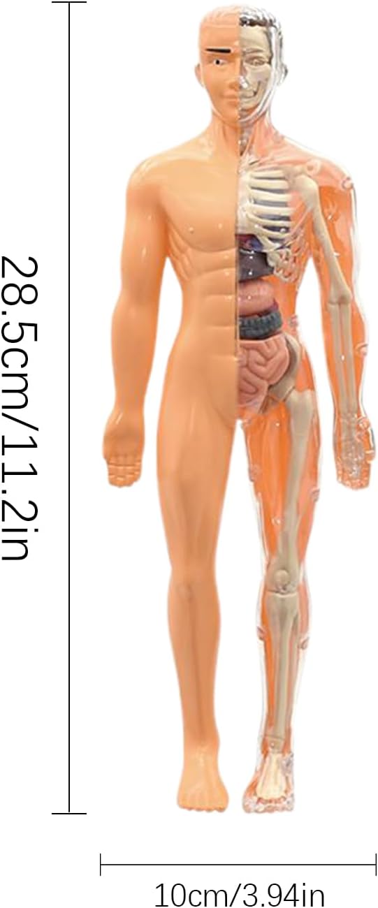 Anatomiemodell Für Kinder 3D | Menschlicher Torso Anatomisches Modell - Lehrreiches Bauspielzeug für