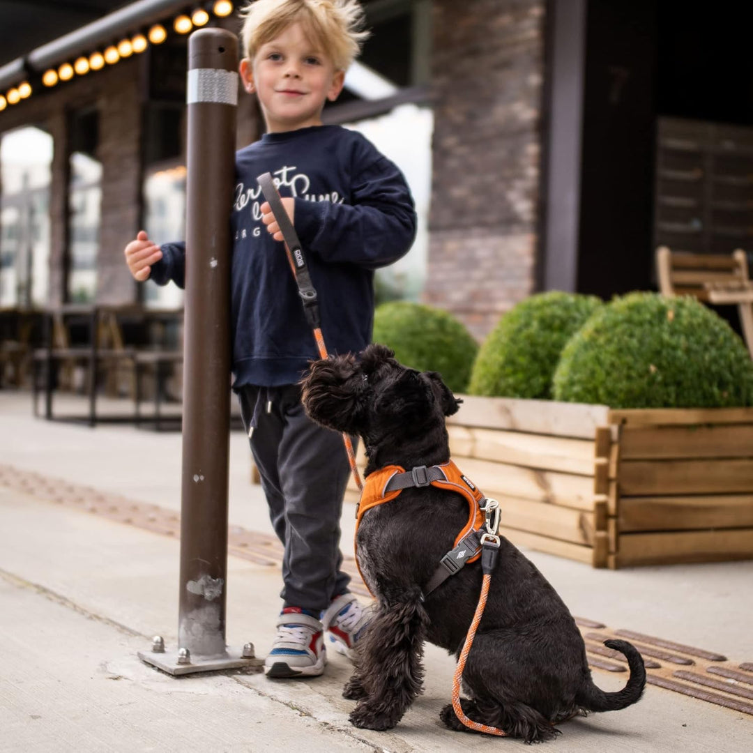 DOG Copenhagen Hundegeschirr V2 Comfort Walk (Pro) Orange Sun Grösse XL Orange Sun | Orange (Version