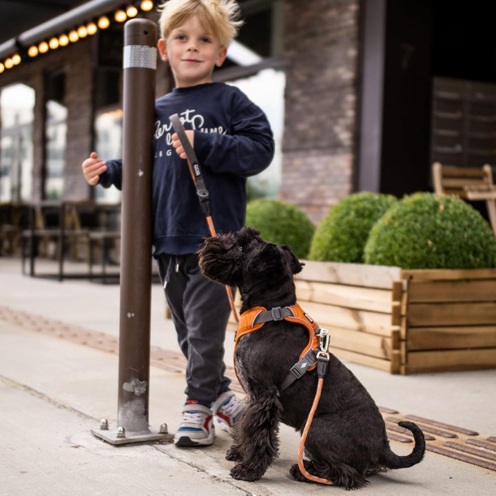 DOG Copenhagen Hundegeschirr V2 Comfort Walk (Pro) Orange Sun Grösse XL Orange Sun | Orange (Version