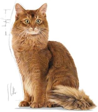 Royal Canin Light Weight Care Gravy | 4er Pack | 4 x 12 x 85 g | Nassfutter für Katzen | Zur Unterst