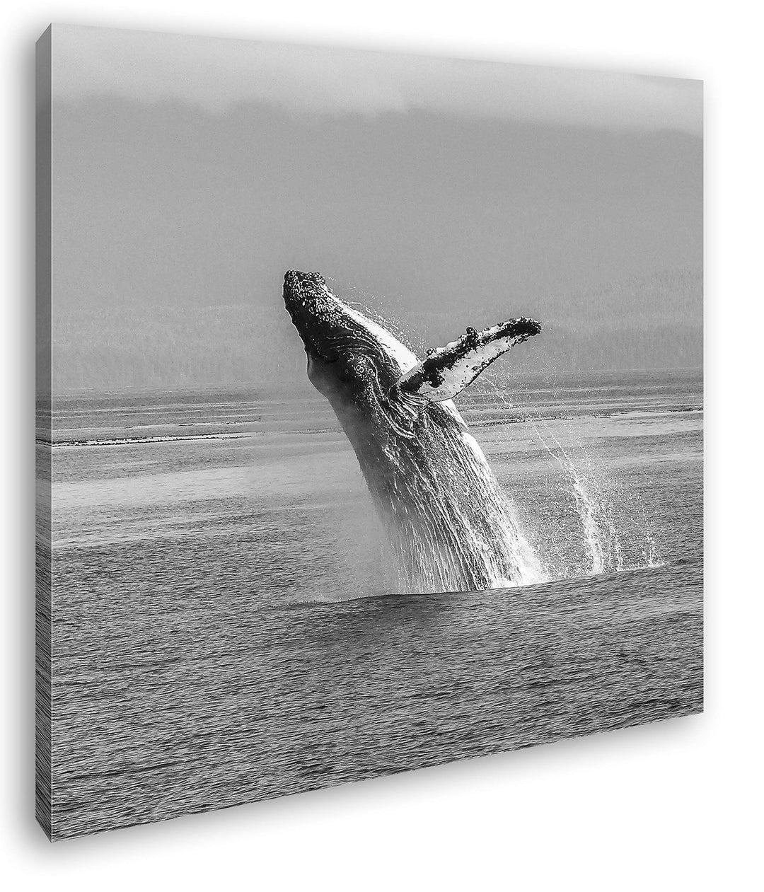deyoli atemberaubender Buckelwal im Meer im Format: 70x70 Effekt: Schwarz&amp;Weiss als Leinwandbild, Mo
