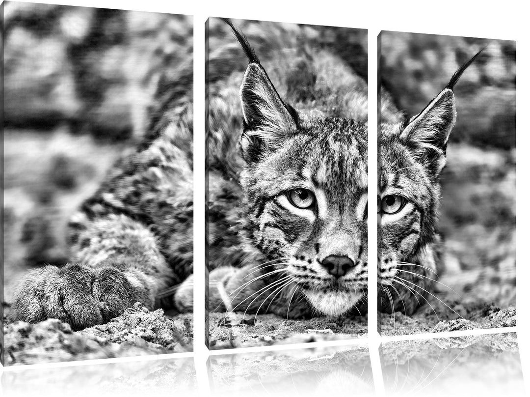 Pixxprint wachsamer Luchs als Leinwandbild/Grösse: 3 Teilig (120x80) / Wandbild/Kunstdruck/fertig be