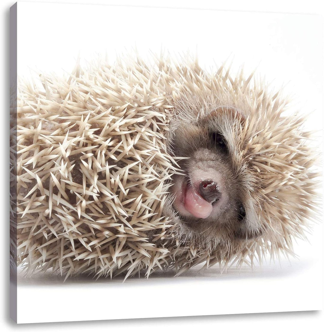 Pixxprint Kleiner niedlicher Baby Igel als Leinwandbild/Grösse: 70x70 cm/Wandbild/Kunstdruck/fertig