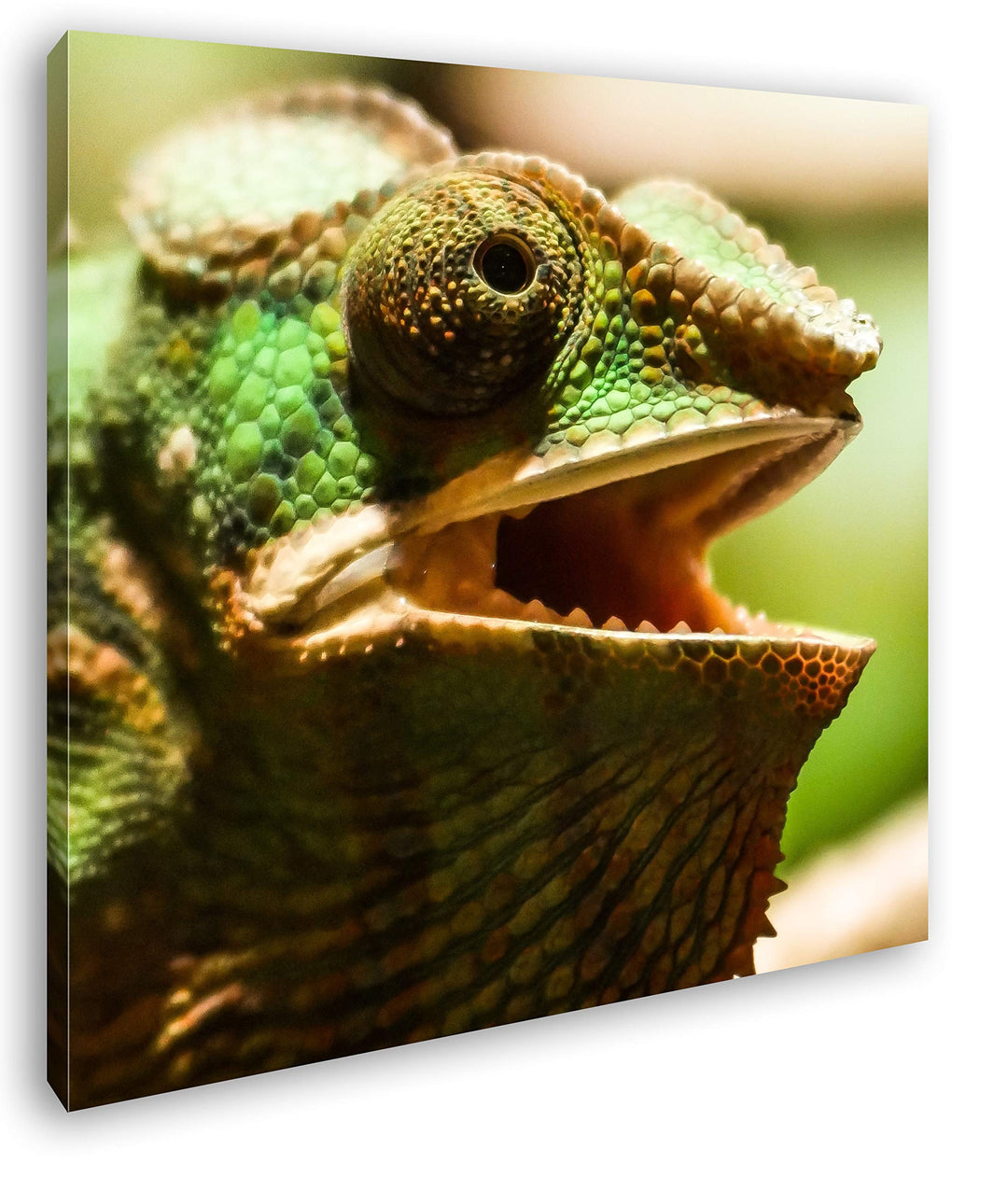 deyoli lustiges Chamäleon Format: 60x60 als Leinwand, Motiv fertig gerahmt auf Echtholzrahmen, Hochw