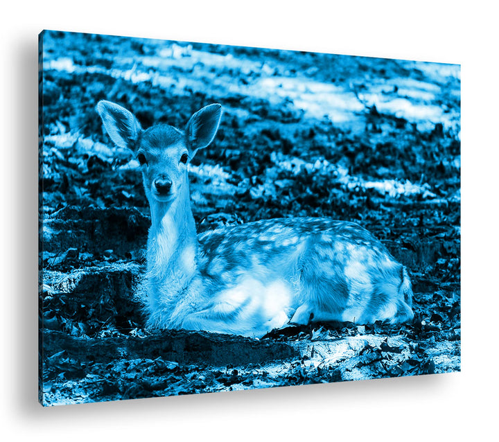 süsses Rehkitz in der Natur Format 80x60 Effekt: Monocrome Blau als Leinwandbild, Motiv fertig gerah