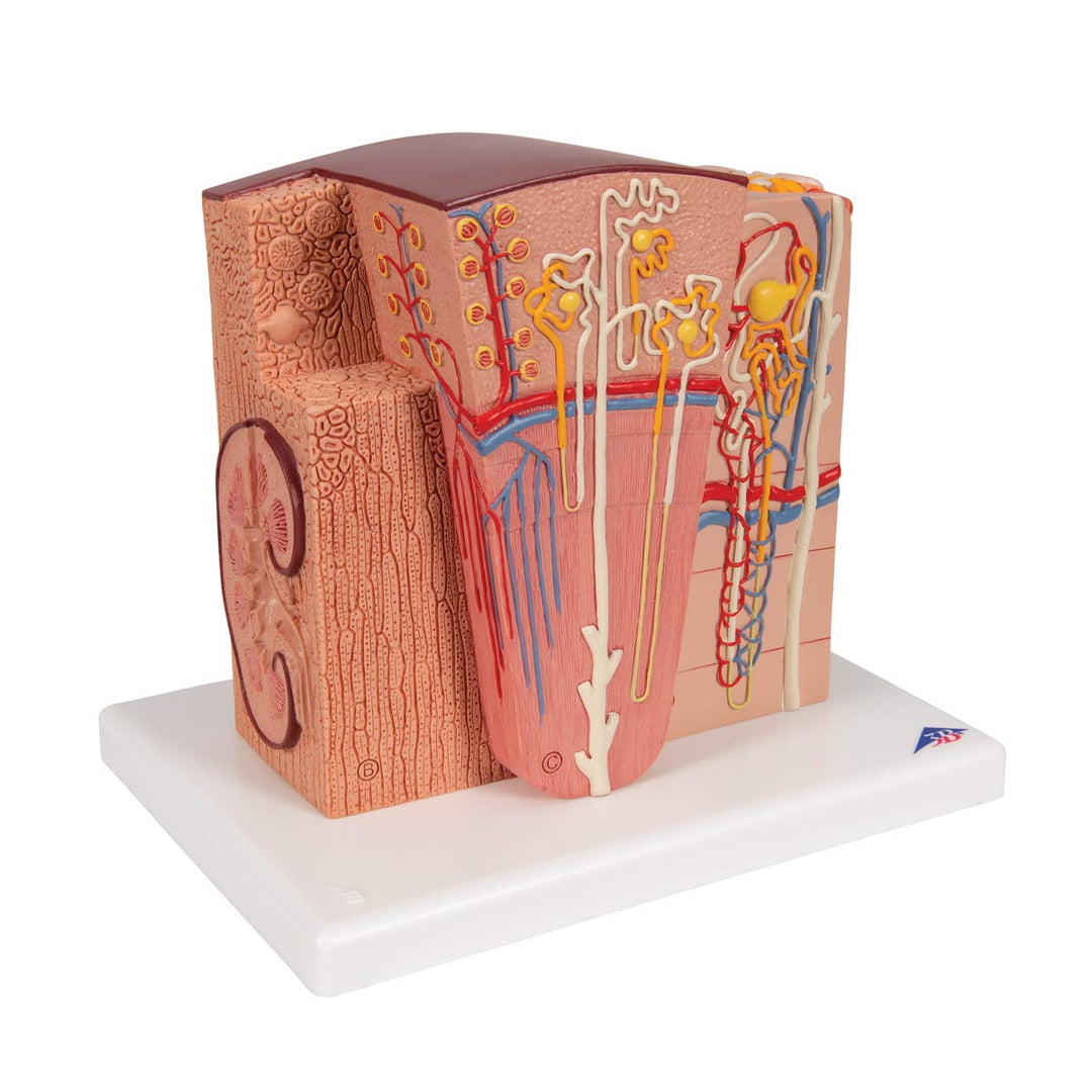 3B Scientific Menschliche Anatomie - MICROanatomy™ Niere + kostenlose Anatomie App - 3B Smart Anatom