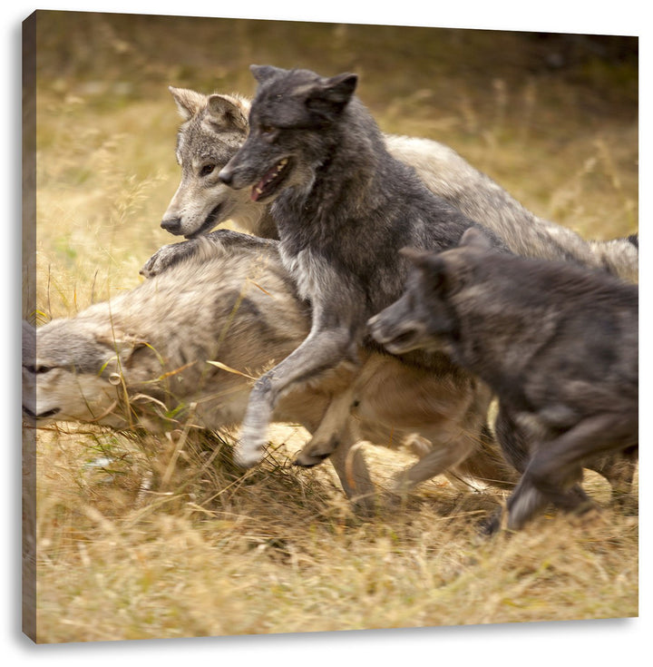 Tobendes Wolfsrudel, Format: 70x70 auf Leinwand, XXL riesige Bilder fertig gerahmt mit Keilrahmen, K