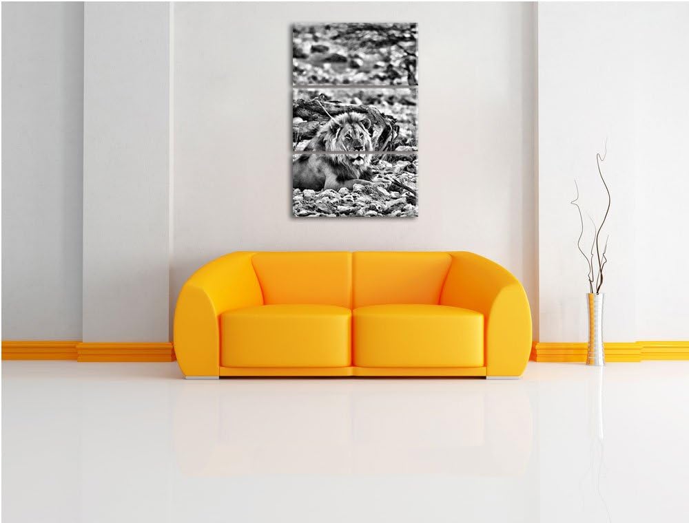 Pixxprint Löwe in Steinlandschaft als Leinwandbild/Grösse: 3 Teilig (120x80) cm/Wandbild/Kunstdruck/