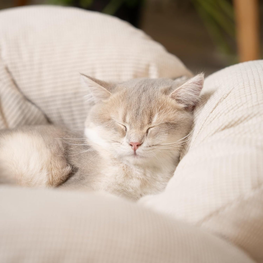 CheerPals Erhöhtes Katzenbett Blumenform, 55cm L&W Grosses Katzensofa, Stilvoll Katzenstuhl mit Hoch
