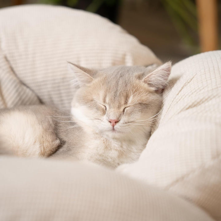 CheerPals Erhöhtes Katzenbett Blumenform, 55cm L&W Grosses Katzensofa, Stilvoll Katzenstuhl mit Hoch