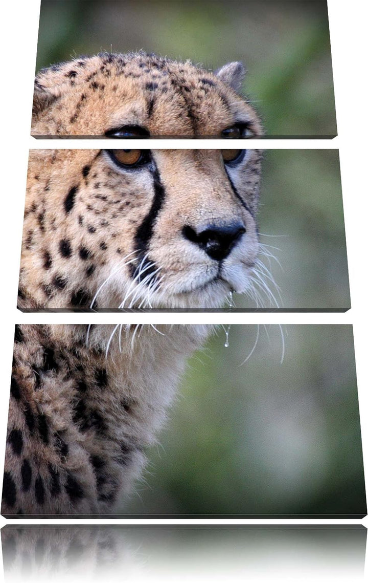 Pixxprint bildschöner Gepard als Leinwandbild/Grösse: 3 Teilig (120x80) cm/Wandbild/Kunstdruck/ferti