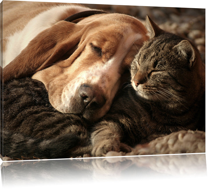 Katze und Hund kuschelnd, Format: 100x70 auf Leinwand, XXL riesige Bilder fertig gerahmt mit Keilrah