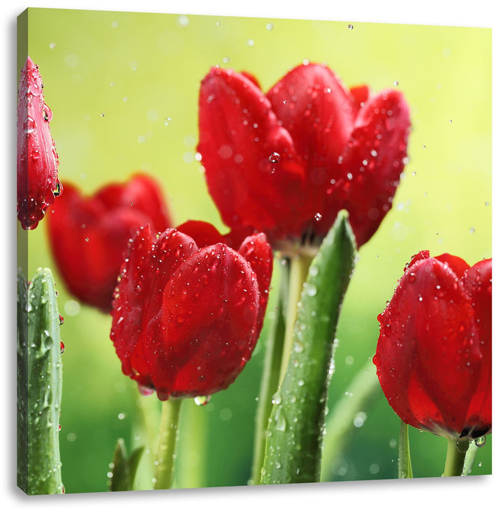 Pixxprint Rote Tulpen mit Tropfen bedeckt, Format: 70x70 auf Leinwand, 70x70