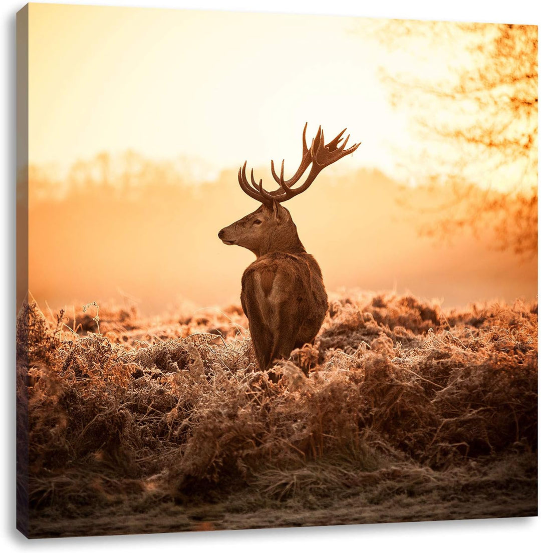 Pixxprint Stolzer Hirsch, Format: 70x70 auf Leinwand, XXL riesige Bilder fertig gerahmt mit Keilrahm