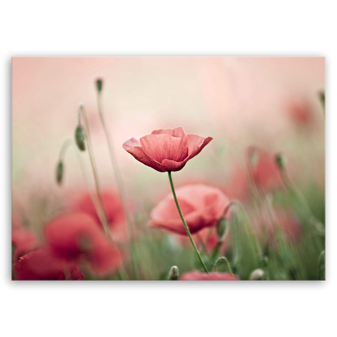 ge Bildet Bild auf Leinwand | Mohnblumenfeld - Blumen Natur Wiese rot rosa N in 100x70 cm als Wandbi