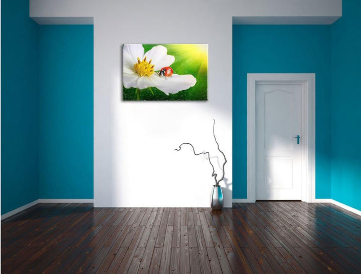 Pixxprint Marienkäfer auf Einer weissen Blume als Leinwandbild/Grösse: 100x70 / Wandbild/Kunstdruck/