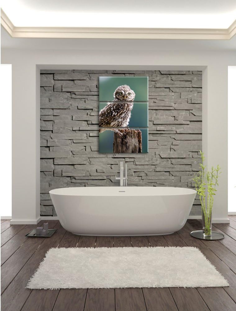 Pixxprint Lustige kleine Eule 3-Teiler Leinwandbild 120x80 Bild auf Leinwand