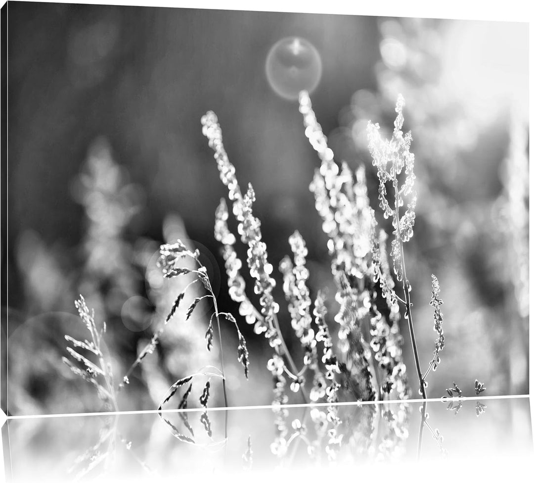 Pixxprint Gräser im Sonnenuntergang / 100x70cm Leinwandbild bespannt auf Holzrahmen/Wandbild Kunstdr