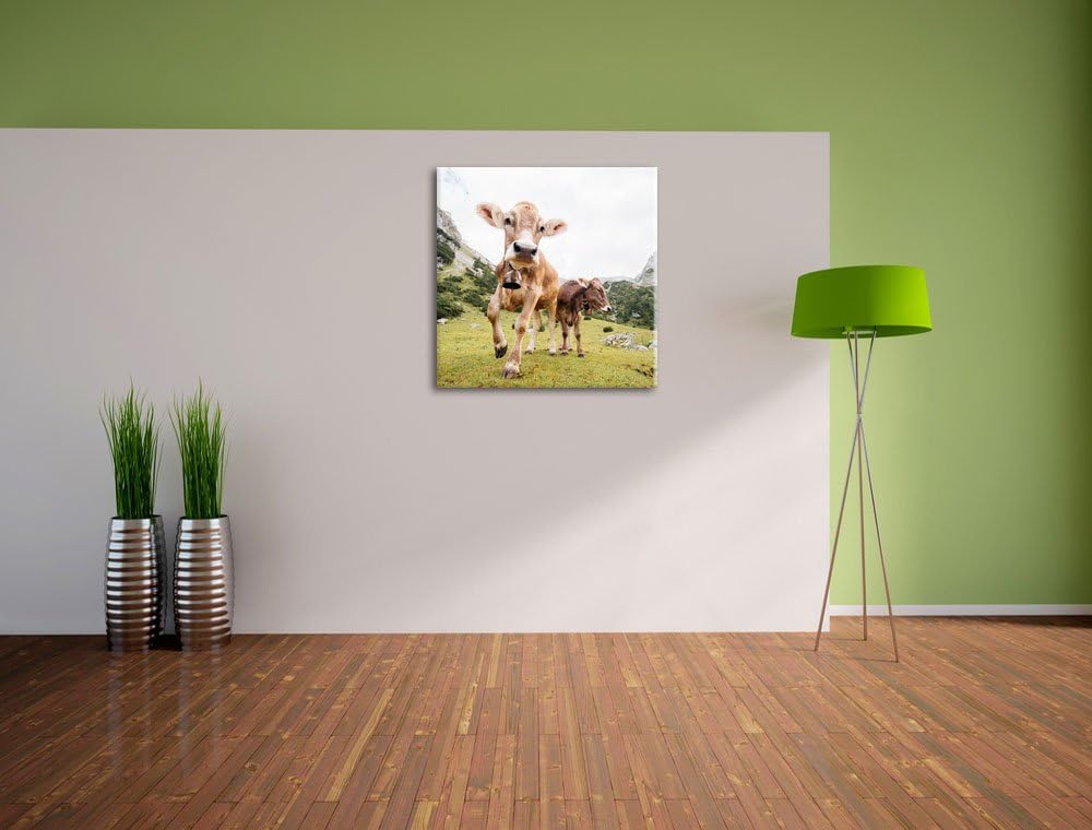 Almkuh auf der Weide, Format: 70x70 auf Leinwand, XXL riesige Bilder fertig gerahmt mit Keilrahmen,