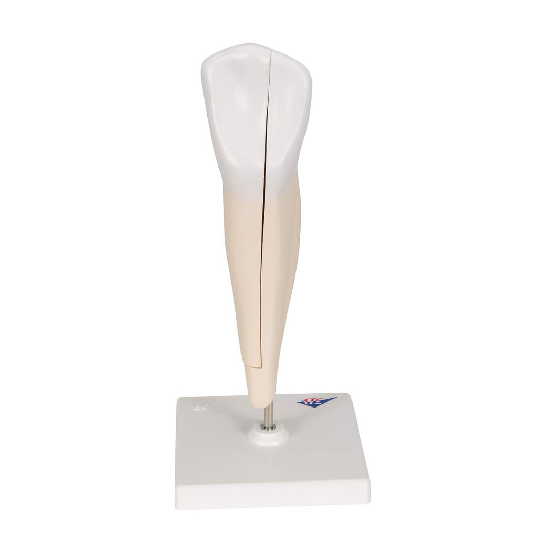 3B Scientific Menschliche Anatomie - Unterer Eckzahn, 2-teilig + kostenlose Anatomie App - 3B Smart
