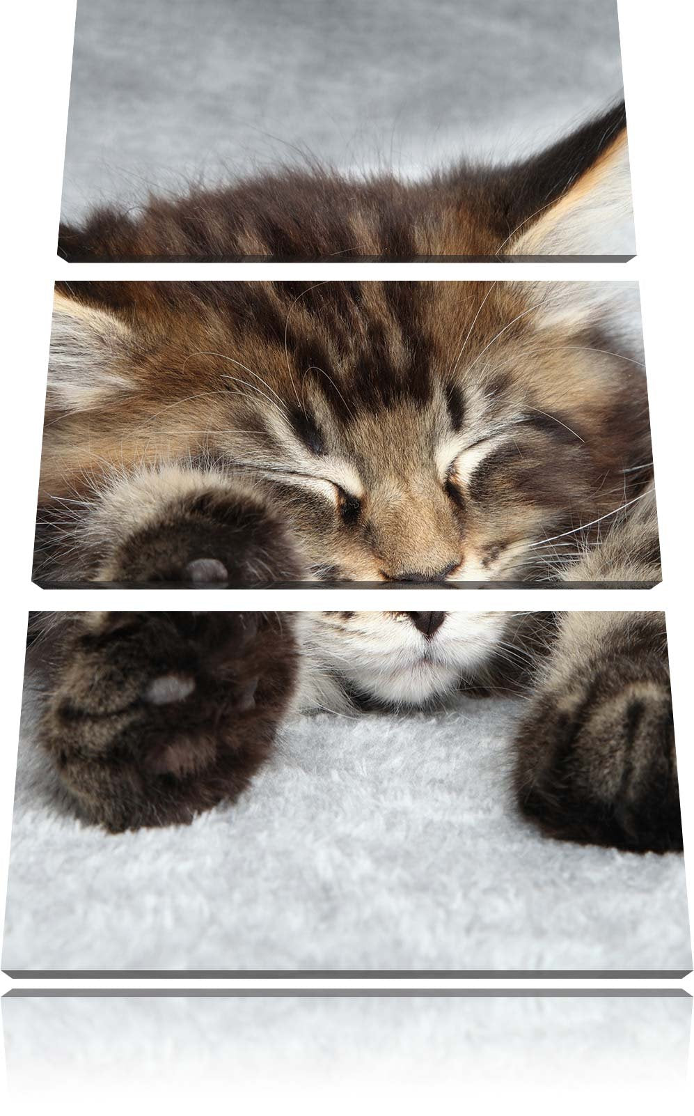 Pixxprint Süsse Baby Katze als Leinwandbild/Grösse: 3 Teilig (120x80) cm/Wandbild/Kunstdruck/fertig