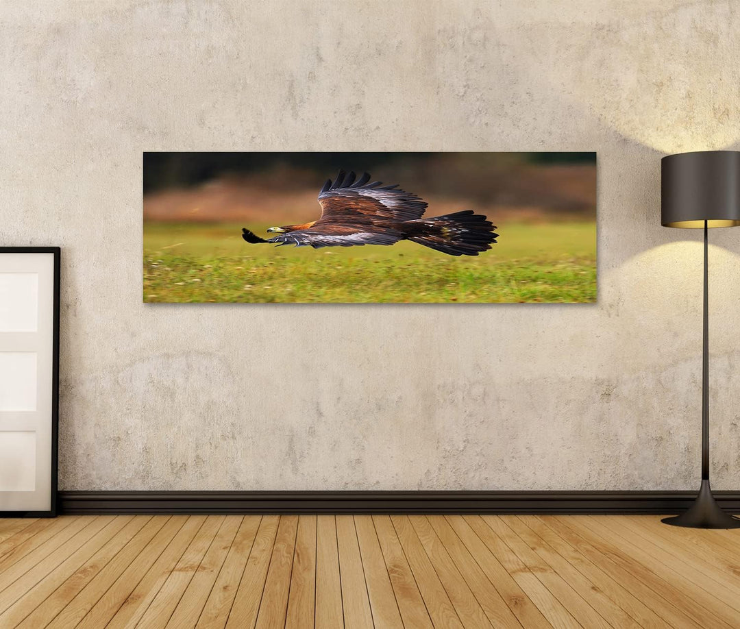 islandburner Bild auf Leinwand Steinadler fliegt über blühende Wiese Brauner Vogel Beute Grosse Span