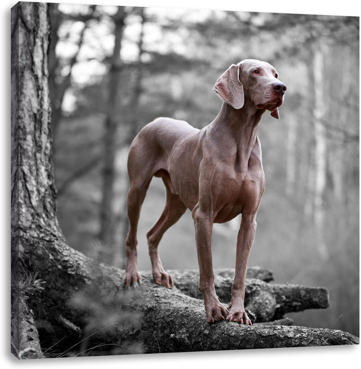 Pixxprint aufmerksamer Weimaraner auf Baumwurzeln schwarz/weiss, Format: 70x70 auf Leinwand, 70x70