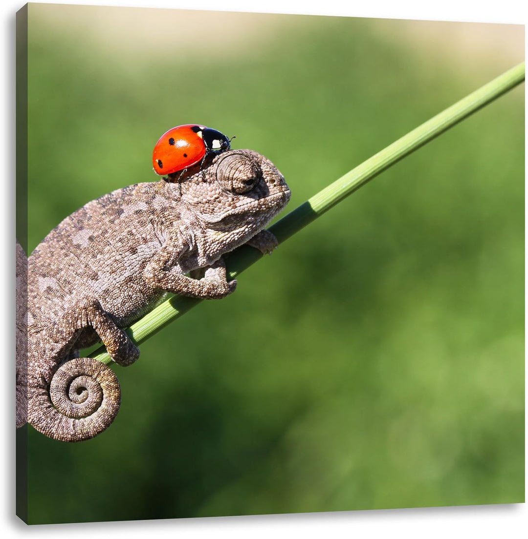 Pixxprint Süsser Gecko mit einem Marienkäfer als Leinwandbild Quadratisch/Grösse: 70x70 / Wandbild/K
