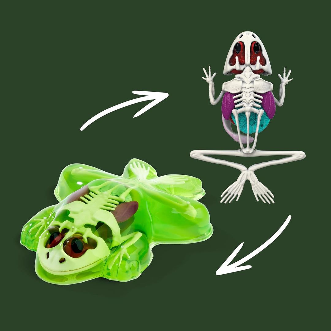 Simba Scout Dissect-It Frosch, zum Sezieren, 16cm, Skelett und Organe zum Zusammenbauen, Nachfüllset