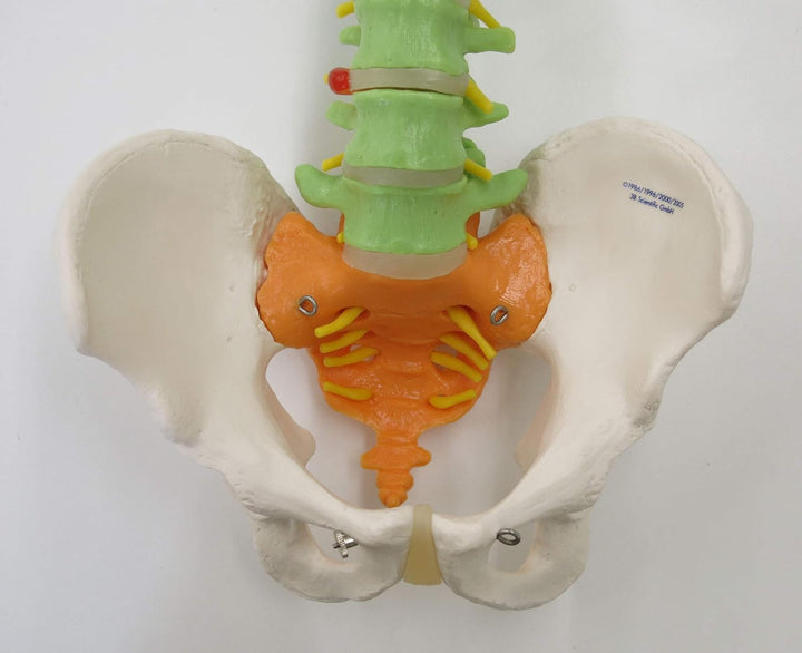 3B Scientific Menschliche Anatomie - Flexibles Wirbelsäulenmodell - didaktisch + kostenlose Anatomie
