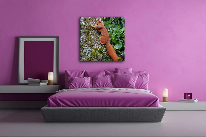 deyoli kleines niedliches Eichhörnchen auf einem Baum Format: 60x60 als Leinwandbild, Motiv fertig g