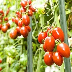 Sekey Tomaten Rankhilfe, Pflanzenstütze für Gurken, Bohnen, Himbeeren, Blumen, Kunststoff Beschichte