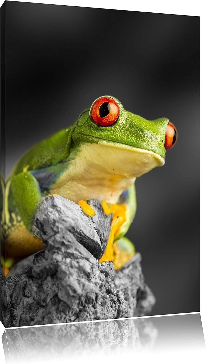 schöner Rotaugen Frosch schwarz/weiss Format: 100x70 auf Leinwand, XXL riesige Bilder fertig gerahmt