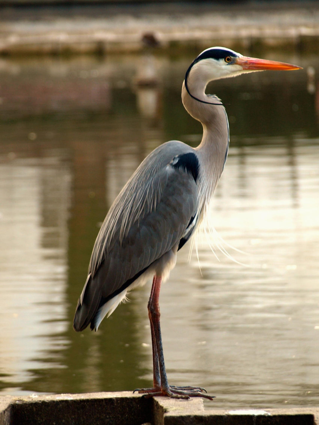 Teichnetz - 10,0m x 10,0m, Mw 10,0cm, geknotet, dunkelgrün, Reiherschutznetz Vogelabwehrnetz