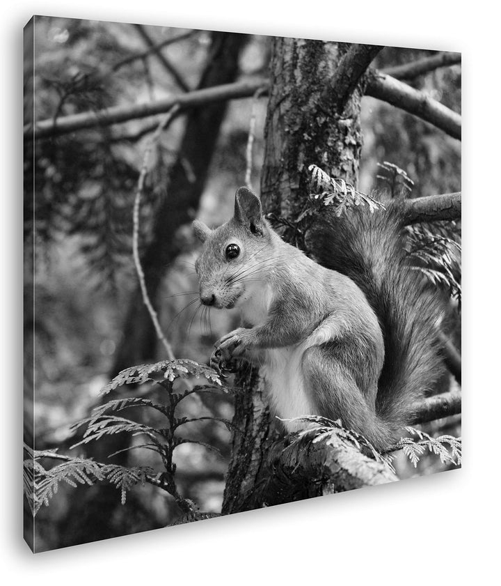 deyoli niedliches Eichhörnchen Format: 70x70 Effekt: Schwarz&Weiss als Leinwandbild, Motiv fertig ge