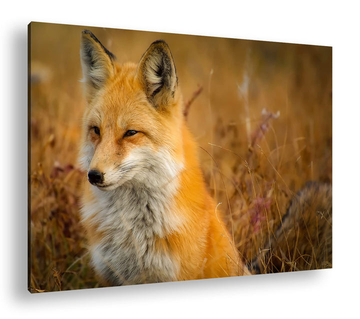 deyoli ruhiger Fuchs Format:75x50 cm als Leinwandbild, Motiv fertig gerahmt auf Echtholzrahmen, Hoch
