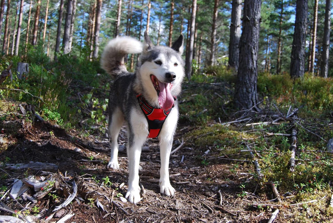 Truelove Hundegeschirr TLH5651, verhindert Zerren, reflektierende Nähte Sorgen für Sichtbarkeit in d