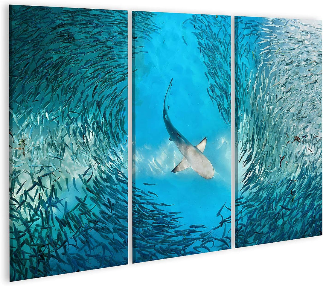 islandburner Bild auf Leinwand Hai Und Kleine Fische Im Ozean Bilder Wandbilder Poster Leinwand 130x