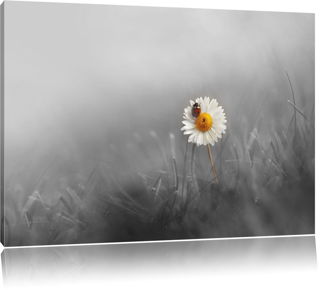 Pixxprint Gänseblümchen Marienkäfer als Leinwandbild/Grösse: 100x70 / Wandbild/Kunstdruck/fertig bes