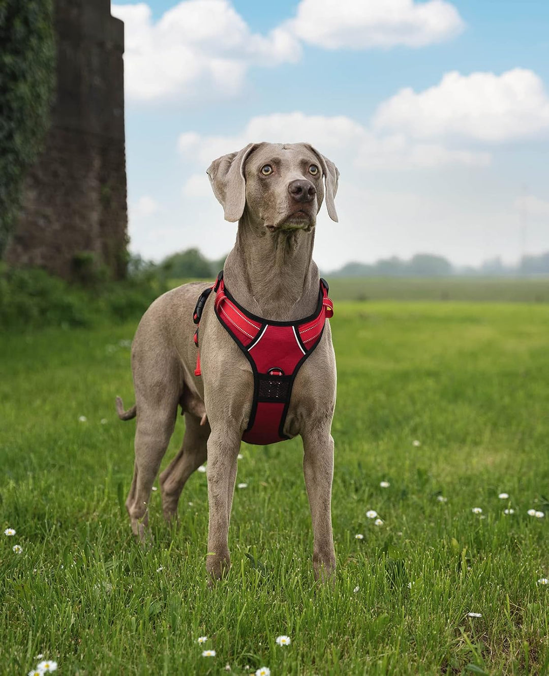 lionto Hundegeschirr gepolstert aus weichem Nylon, Grösse XL, reflektierendes Anti Zug Geschirr für