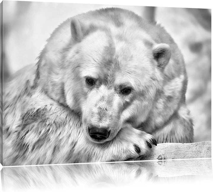 Pixxprint Nachdenklicher Eisbär / 100x70cm Leinwandbild bespannt auf Holzrahmen/Wandbild Kunstdruck