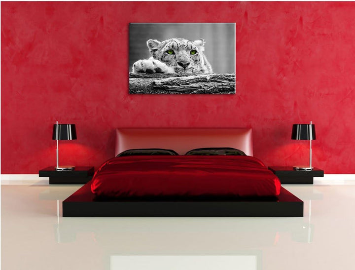 Schöner Gepard mit grünen Augen auf Baumstamm schwarz/weiss Format: 100x70 auf Leinwand, XXL riesige
