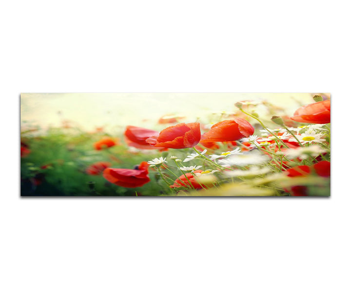 Paul Sinus Art Panoramabild auf Leinwand und Keilrahmen 150x50cm Mohnblumen Frühling Sonnenstrahlen