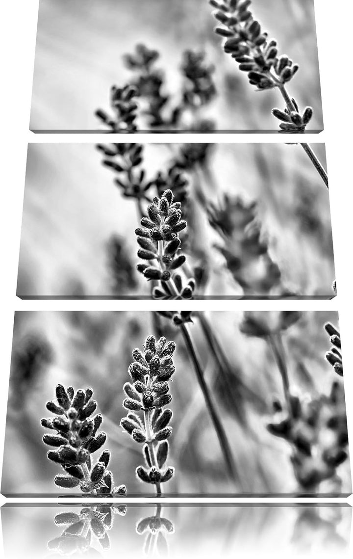 Pixxprint Lavendel als Leinwandbild/Grösse: 3 Teilig (120x80) cm/Wandbild/Kunstdruck/fertig bespannt