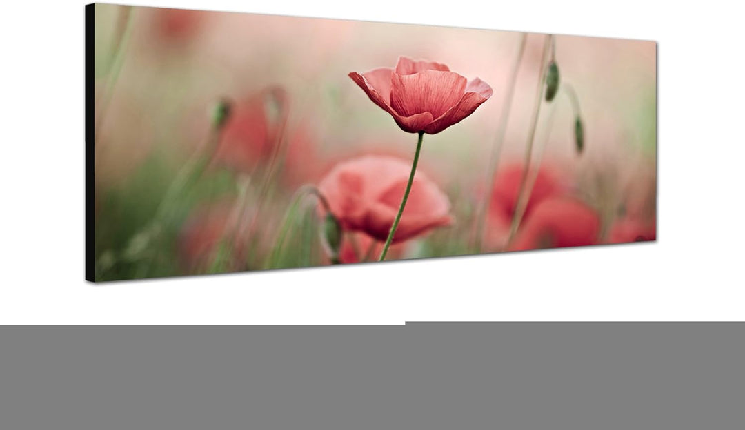 Paul Sinus Art Panoramabild auf Leinwand und Keilrahmen 150x50cm Mohnblumen Frühling Natur