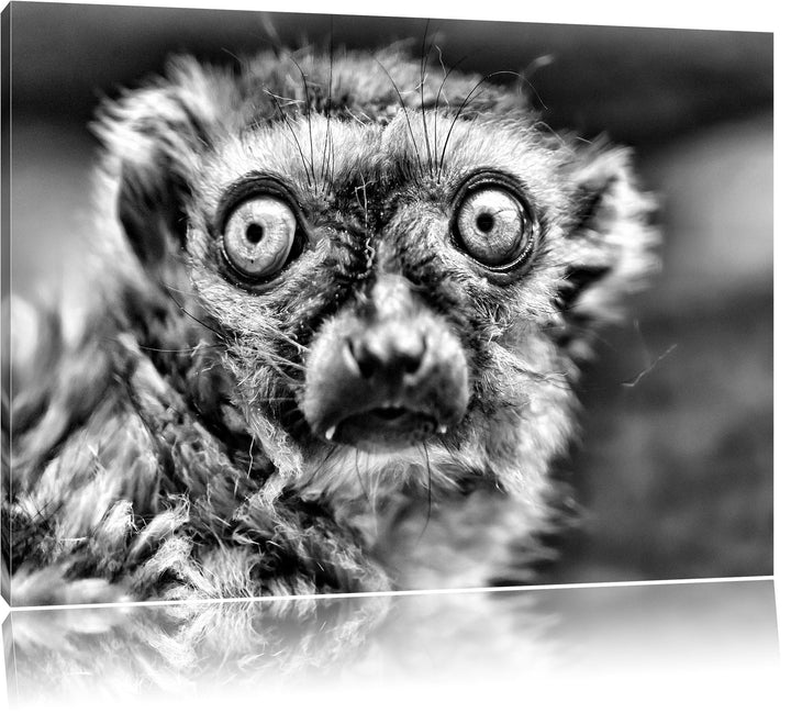 Pixxprint seltener Blauaugenmaki / 100x70cm Leinwandbild bespannt auf Holzrahmen/Wandbild Kunstdruck