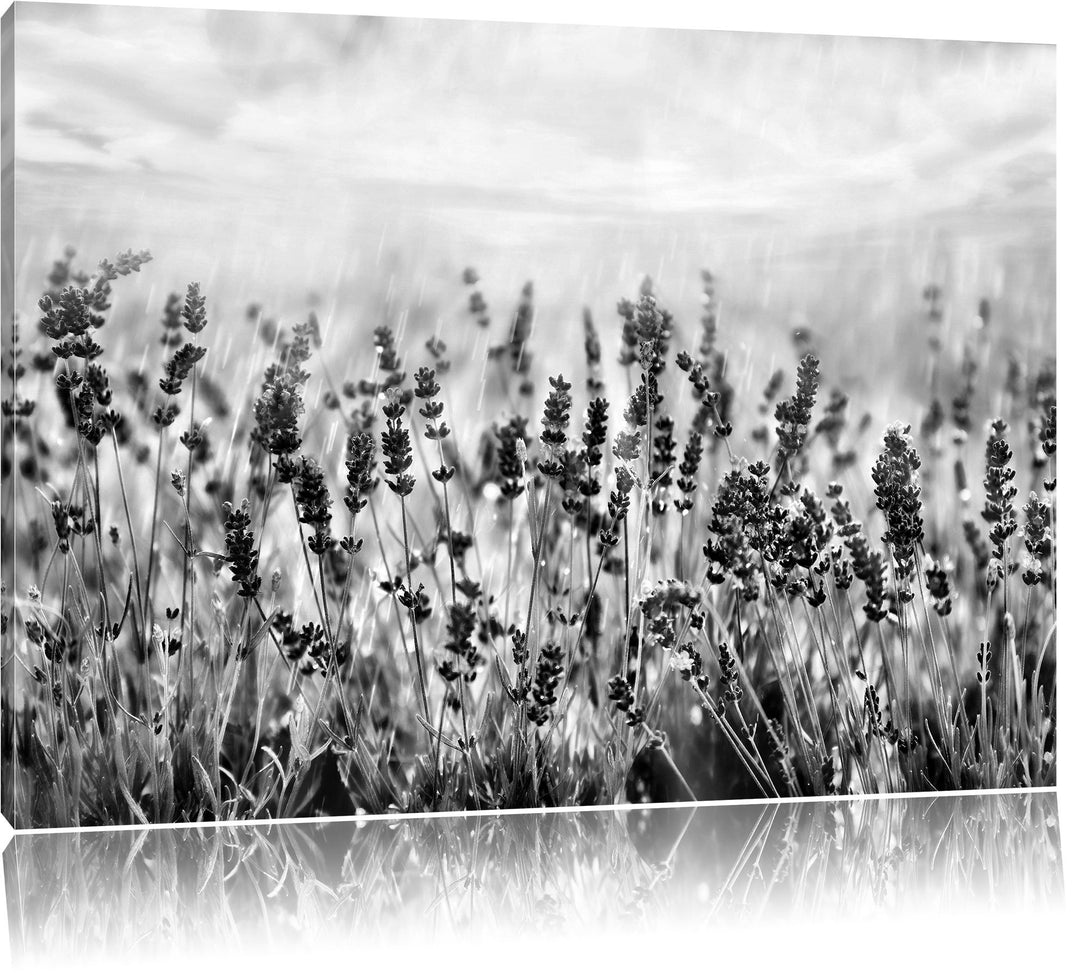 Pixxprint Schöner Lavendel im Regen als Leinwandbild/Grösse: 100x70 / Wandbild/Kunstdruck/fertig bes